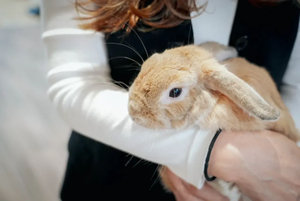 アニマルセラピーの動物たち